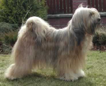 TERRIER DE TIBET